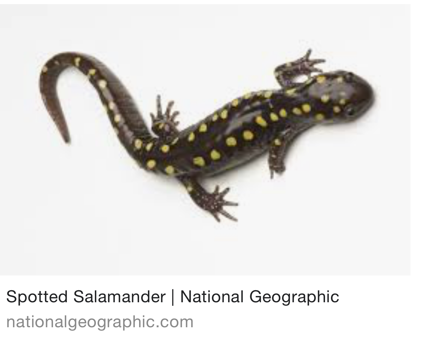 the real spotted salamander reference