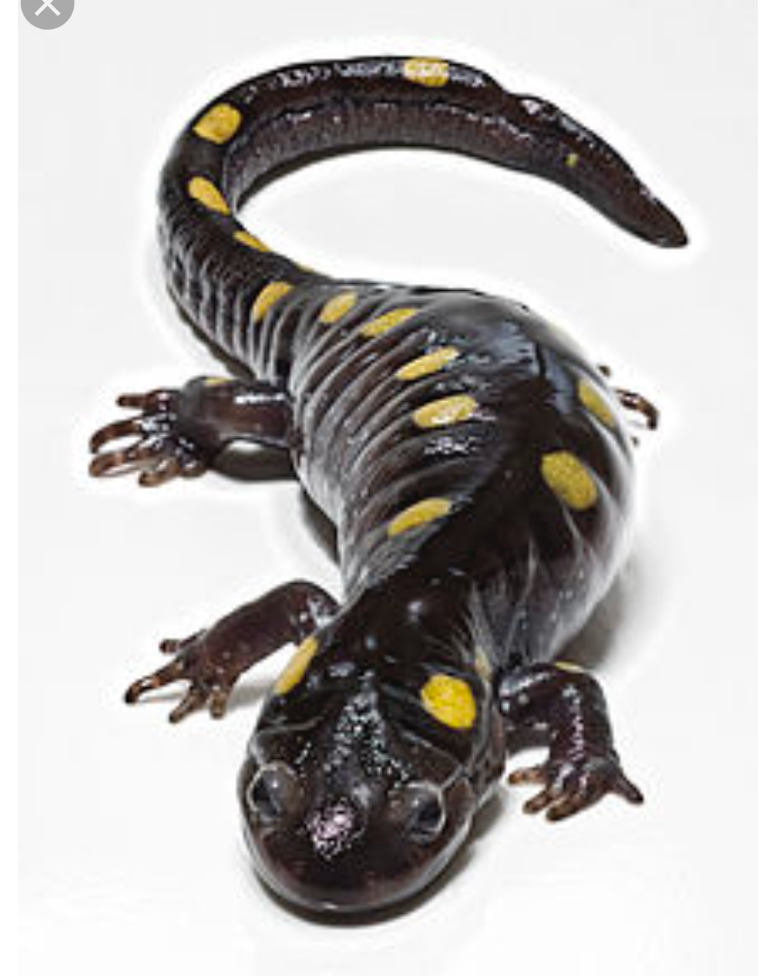 the real spotted salamander reference