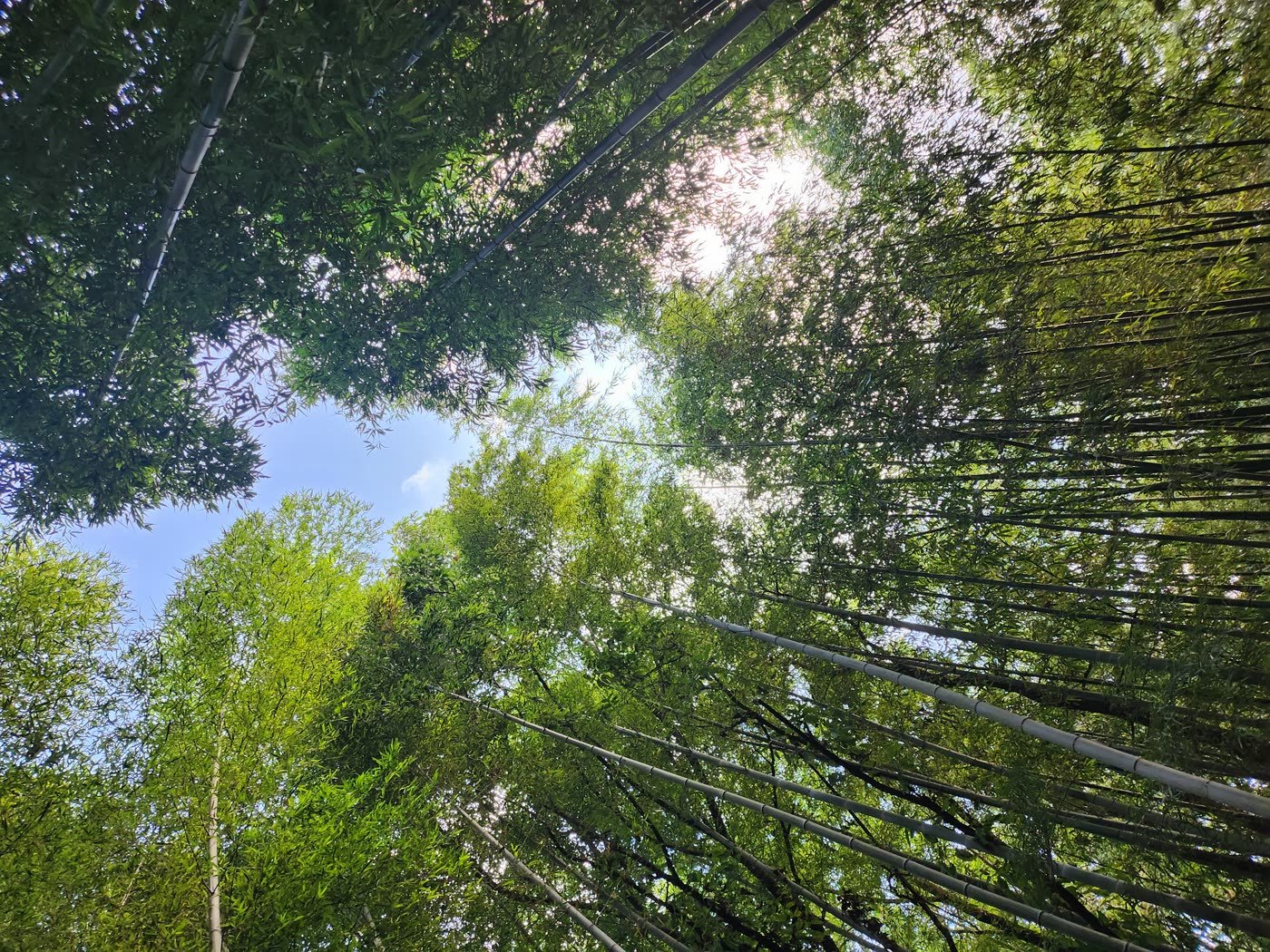 Looking straight up into a dense bamboo forest at Juknokwon in Damyang