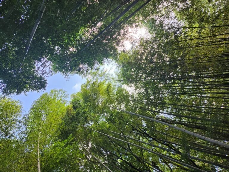 Looking up into the bamboo canopy with sky showing through at Juknokwon, Damyang