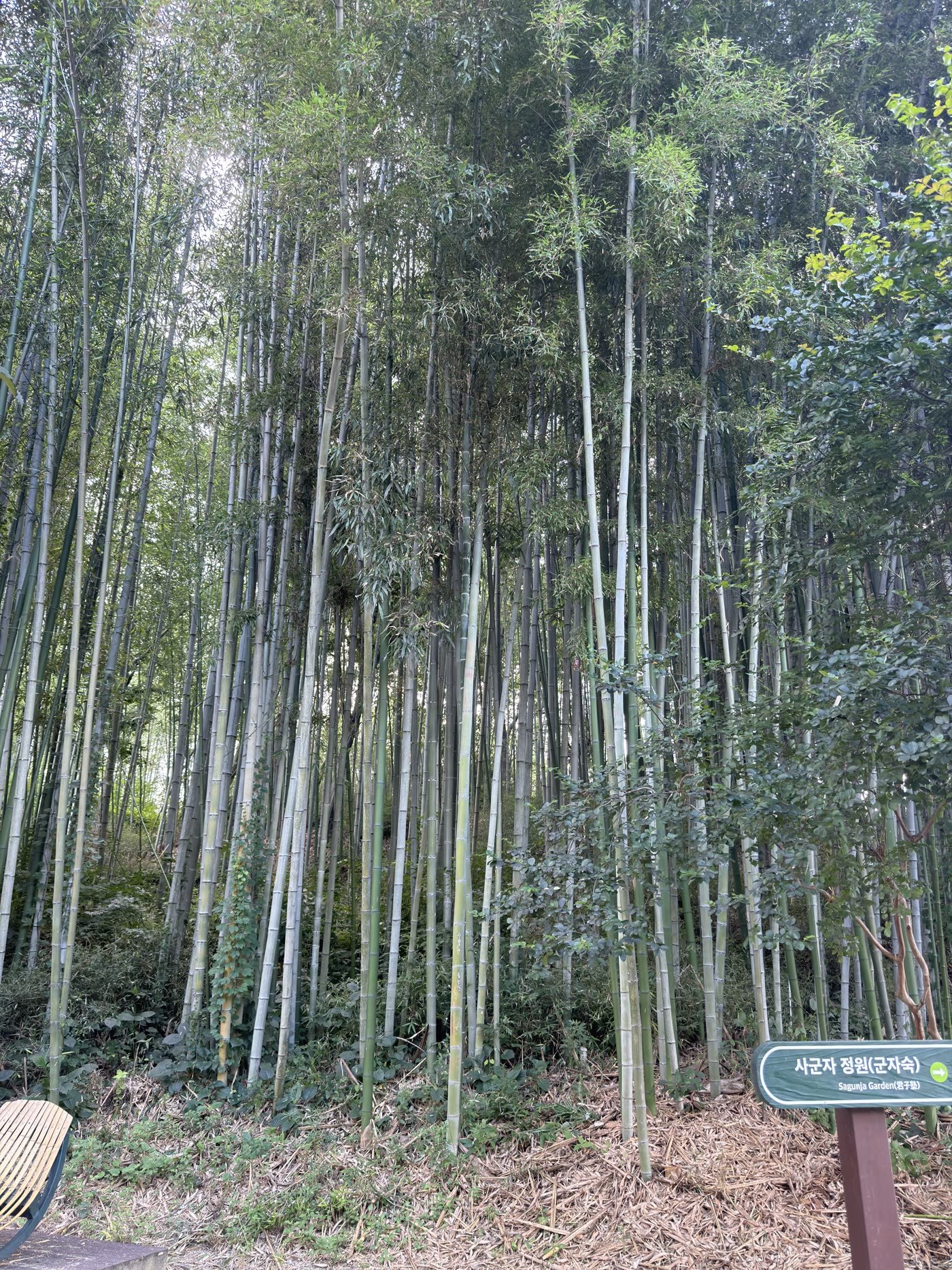 A path winding through the dense bamboo forest at Juknokwon in Damyang, South Korea