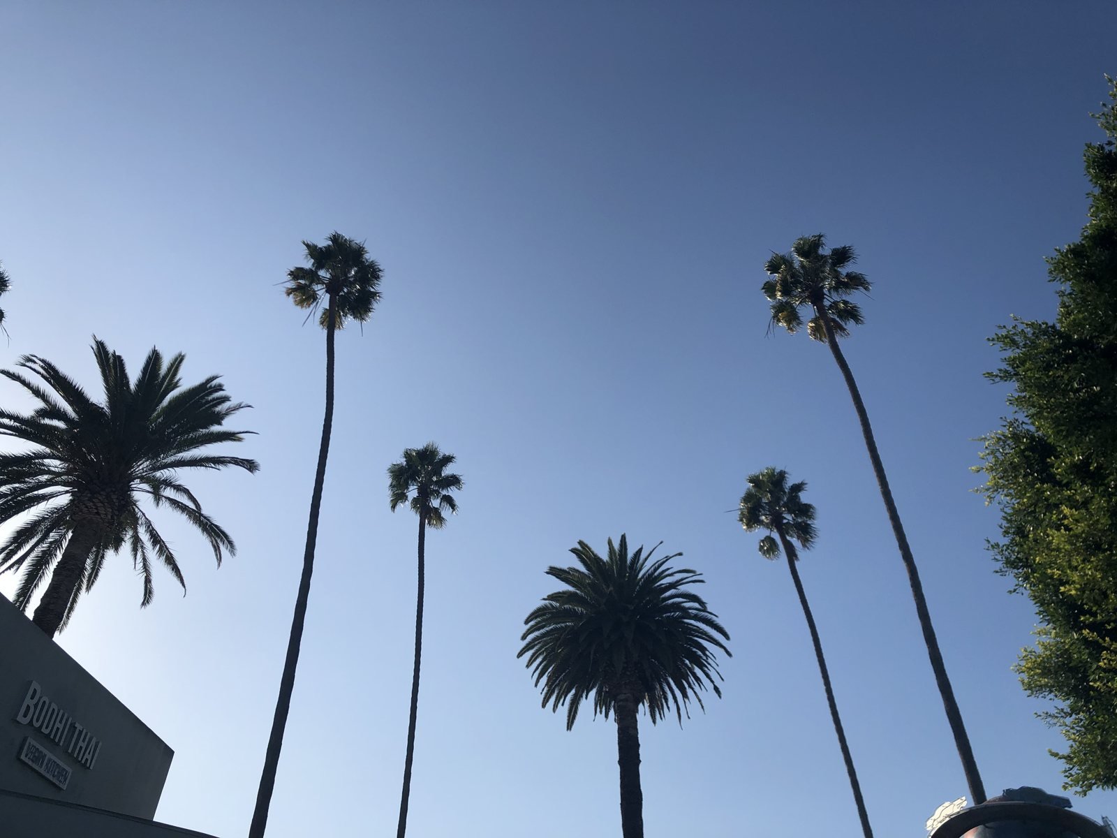 Beverly Hills palm trees on Olympic Boulevard near Sasabune