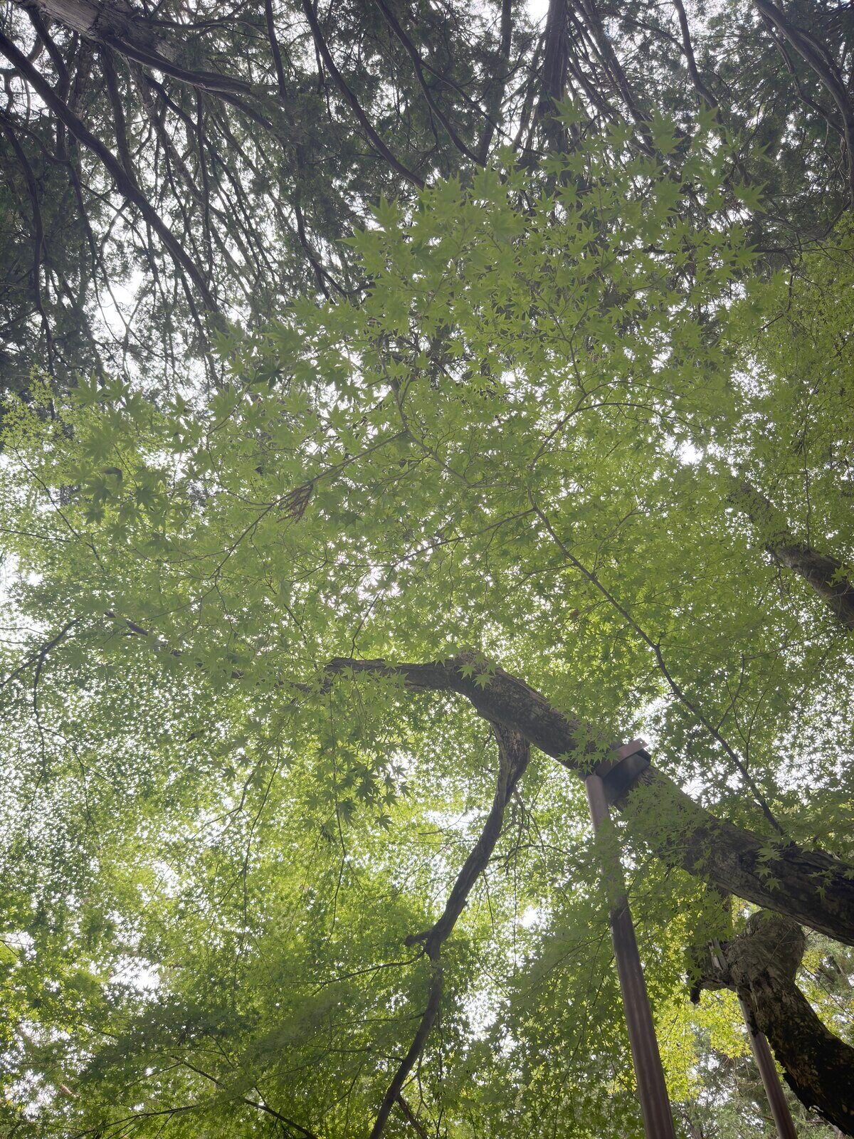 Looking up into the cedar canopy on the grounds of Fuji Sengen Shrine
