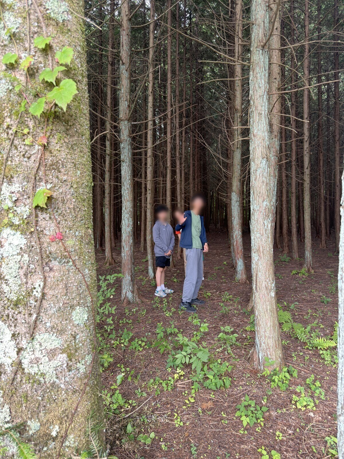 Two people standing among tall cedars, showing the scale of the trees