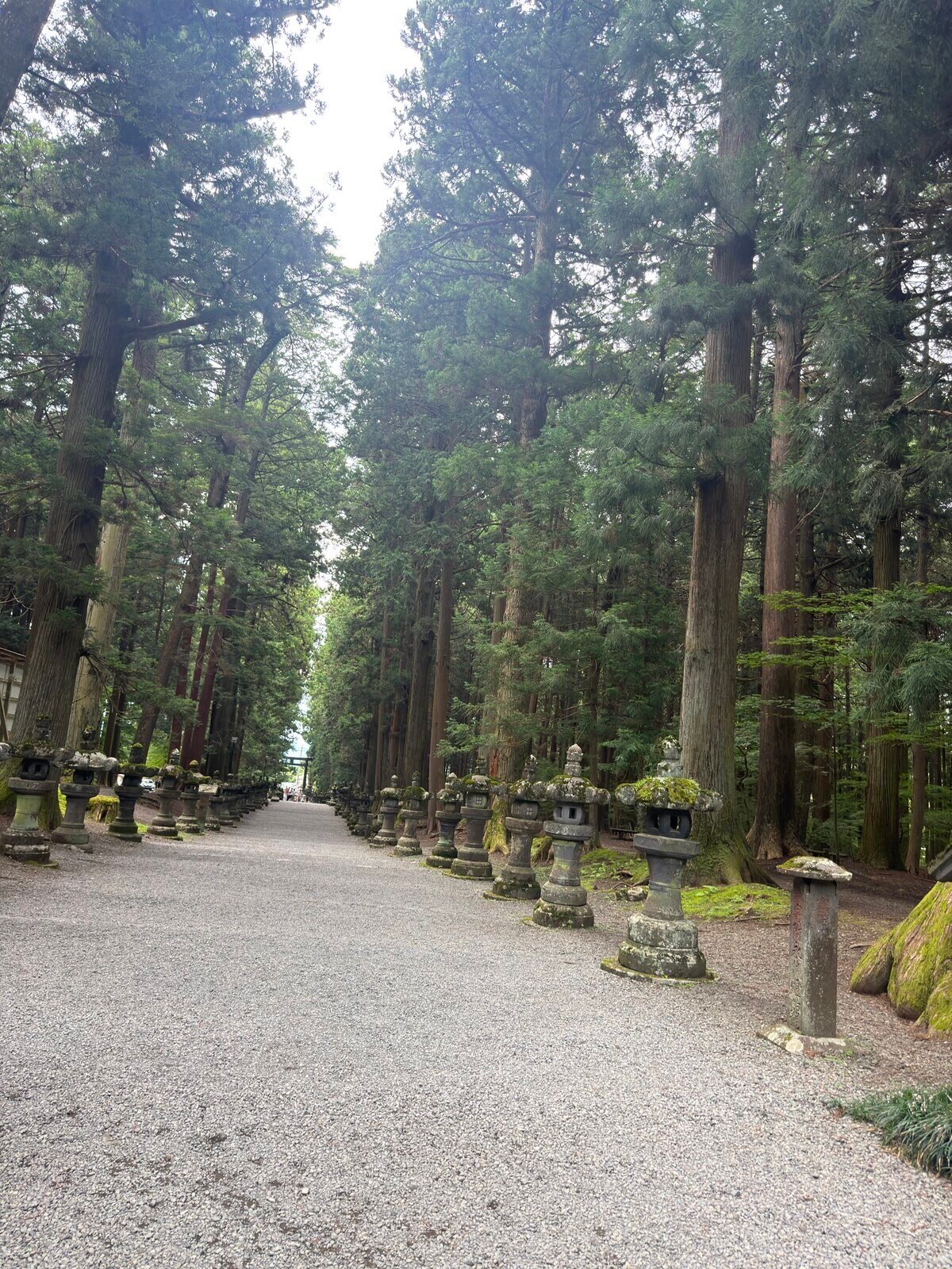 Stone lanterns lining the cedar-shaded approach to Kitaguchi Hongu Fuji Sengen Shrine