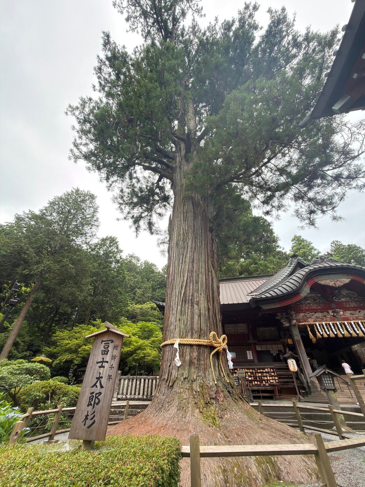 Fuji Taro Sugi, an ancient cedar with a sacred straw rope, on the shrine grounds
