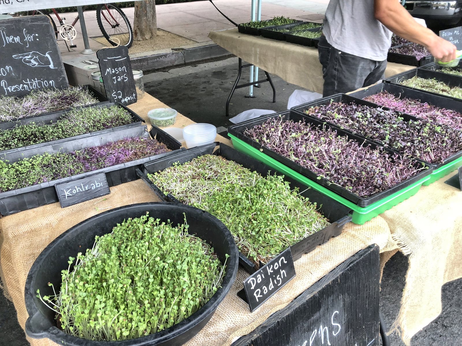 Trays of microgreens and daikon radish sprouts at the Hollywood Farmers Market