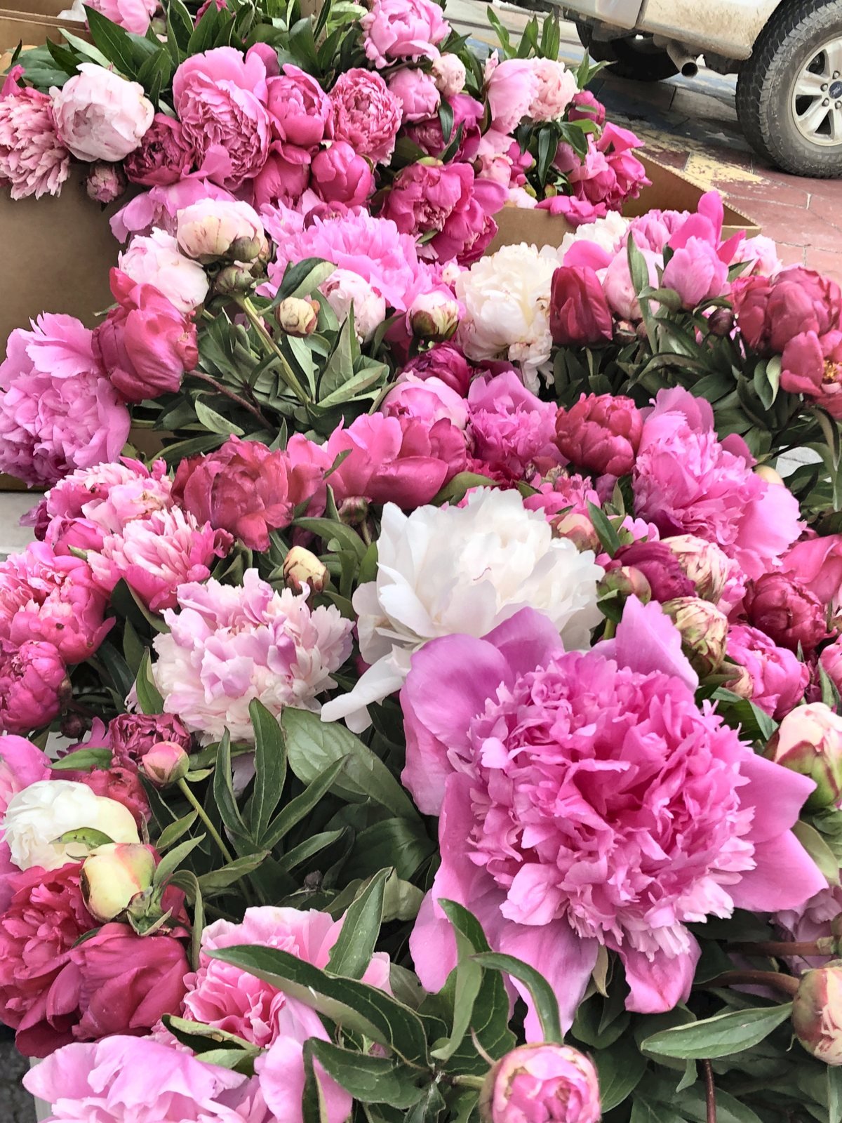 Buckets of pink and white peonies at a flower stall at the Hollywood Farmers Market