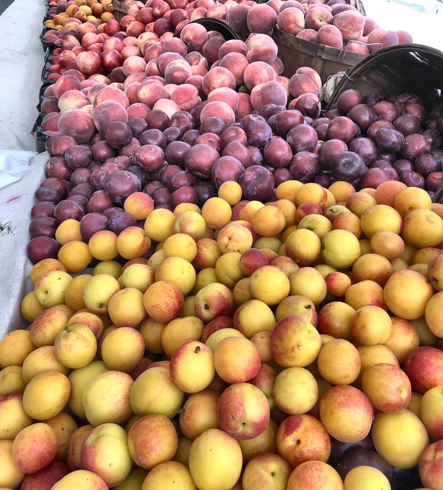 Piles of plums, pluots and apricots at a stone fruit stand at the Hollywood Farmers Market