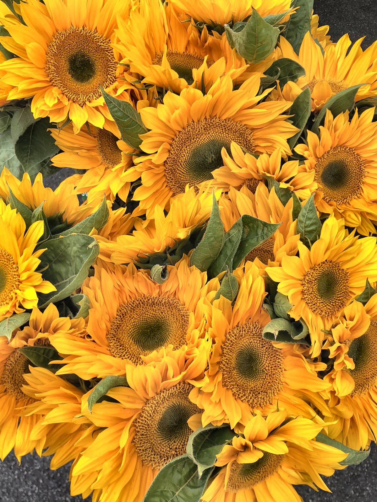 A bucket of sunflowers at a flower stall at the Hollywood Farmers Market