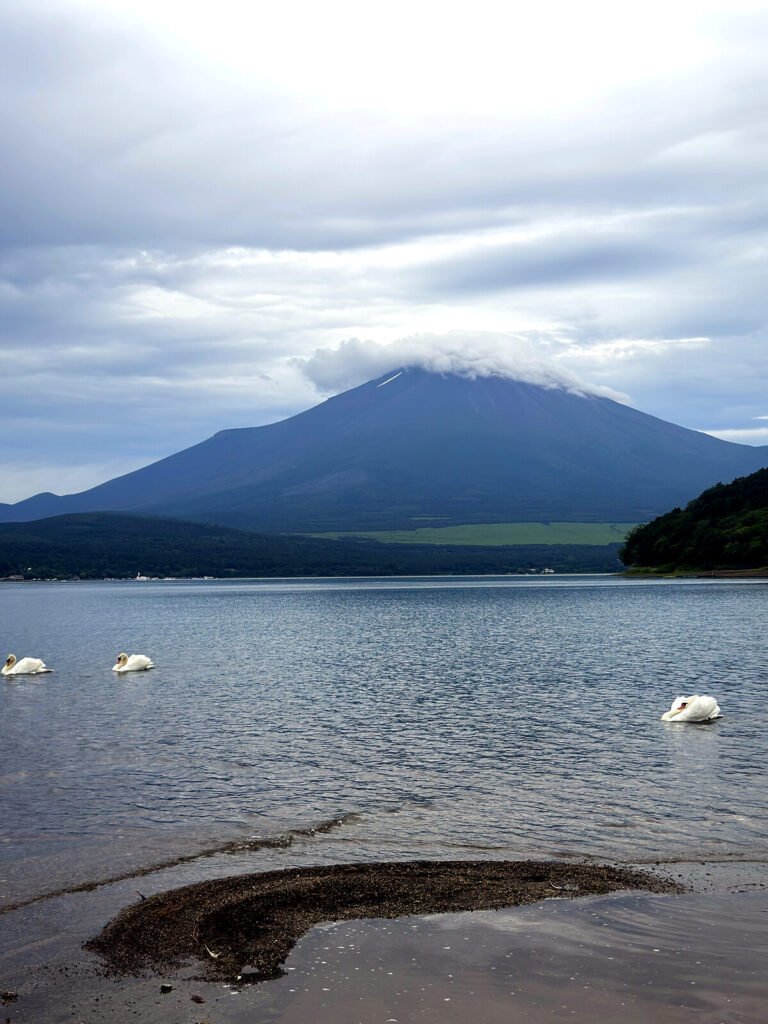 Mount Fuji with a cap of cloud rising behind Lake Yamanaka, swans on the water
