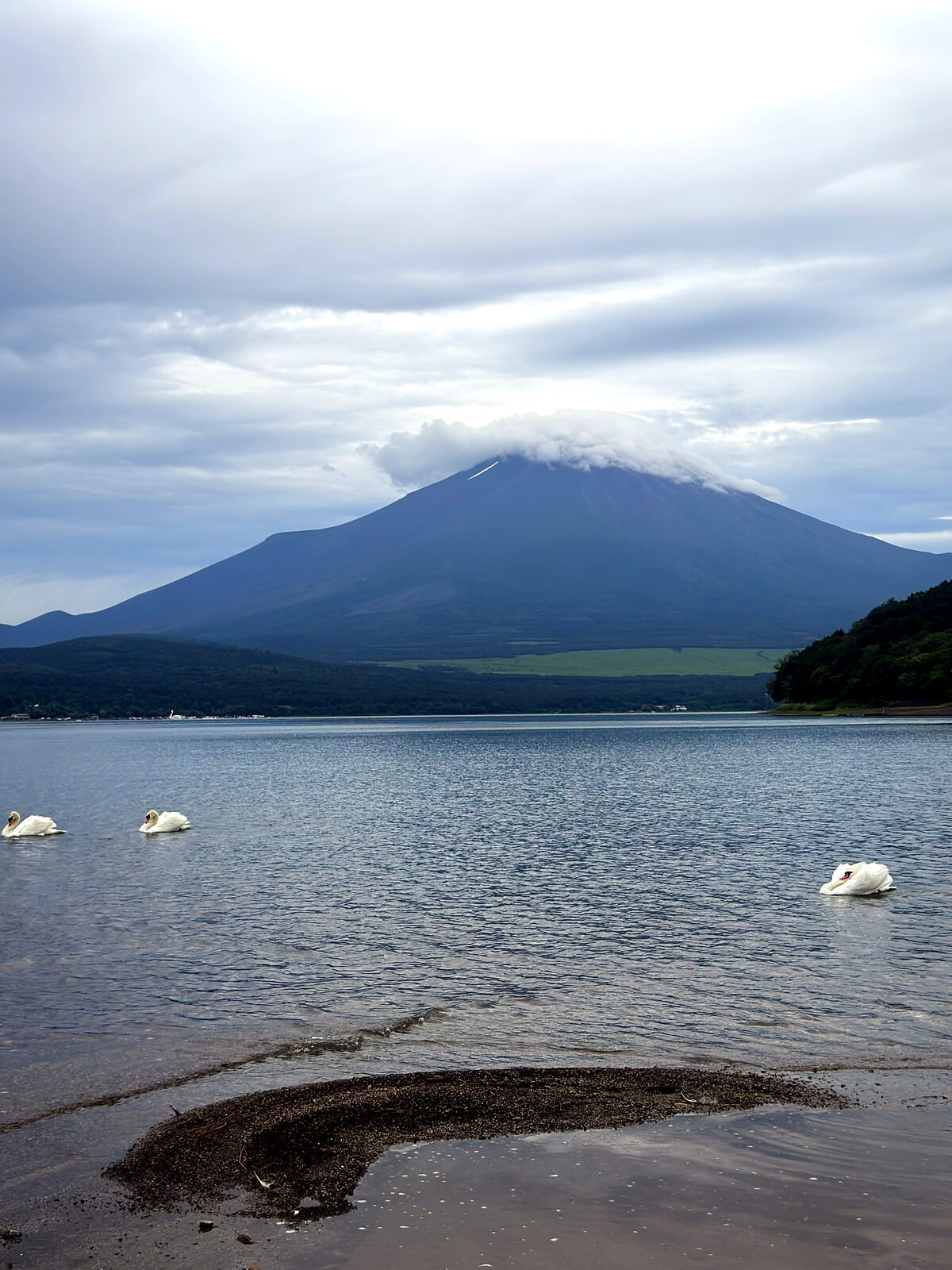 Mount Fuji with a cap of cloud rising behind Lake Yamanaka, swans on the water