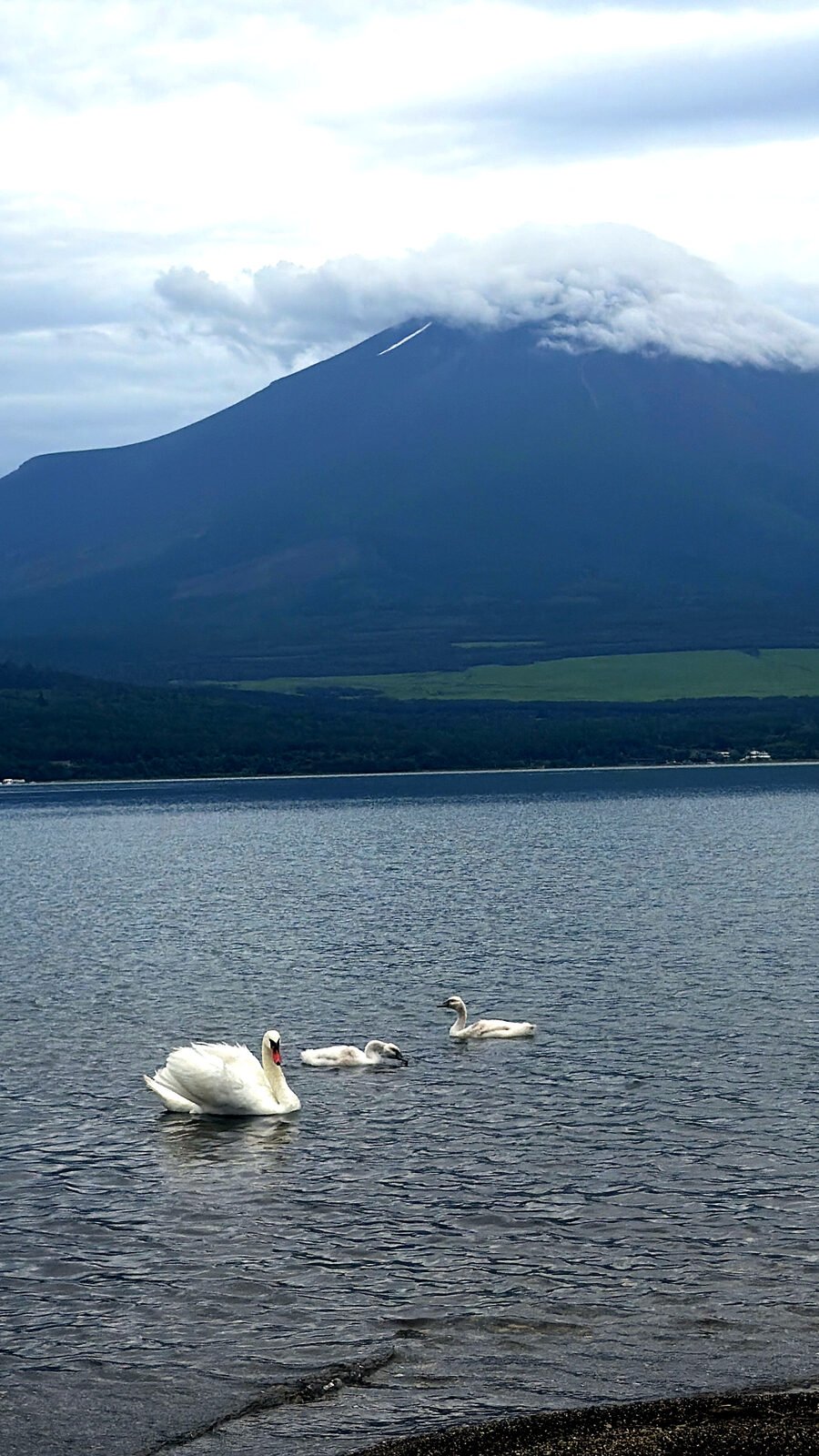 Wild swans swimming on Lake Yamanaka with Mount Fuji in the distance